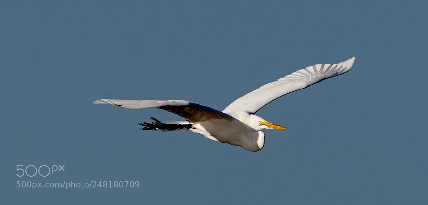 Canon EOS-1D X Mark II sample photo. 03-04-18-0006231.jpg photography