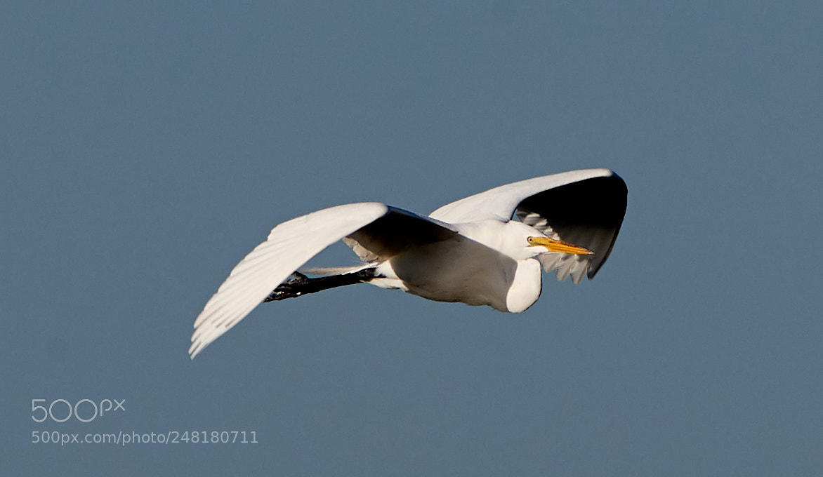 Canon EOS-1D X Mark II sample photo. 03-04-18-0006230.jpg photography