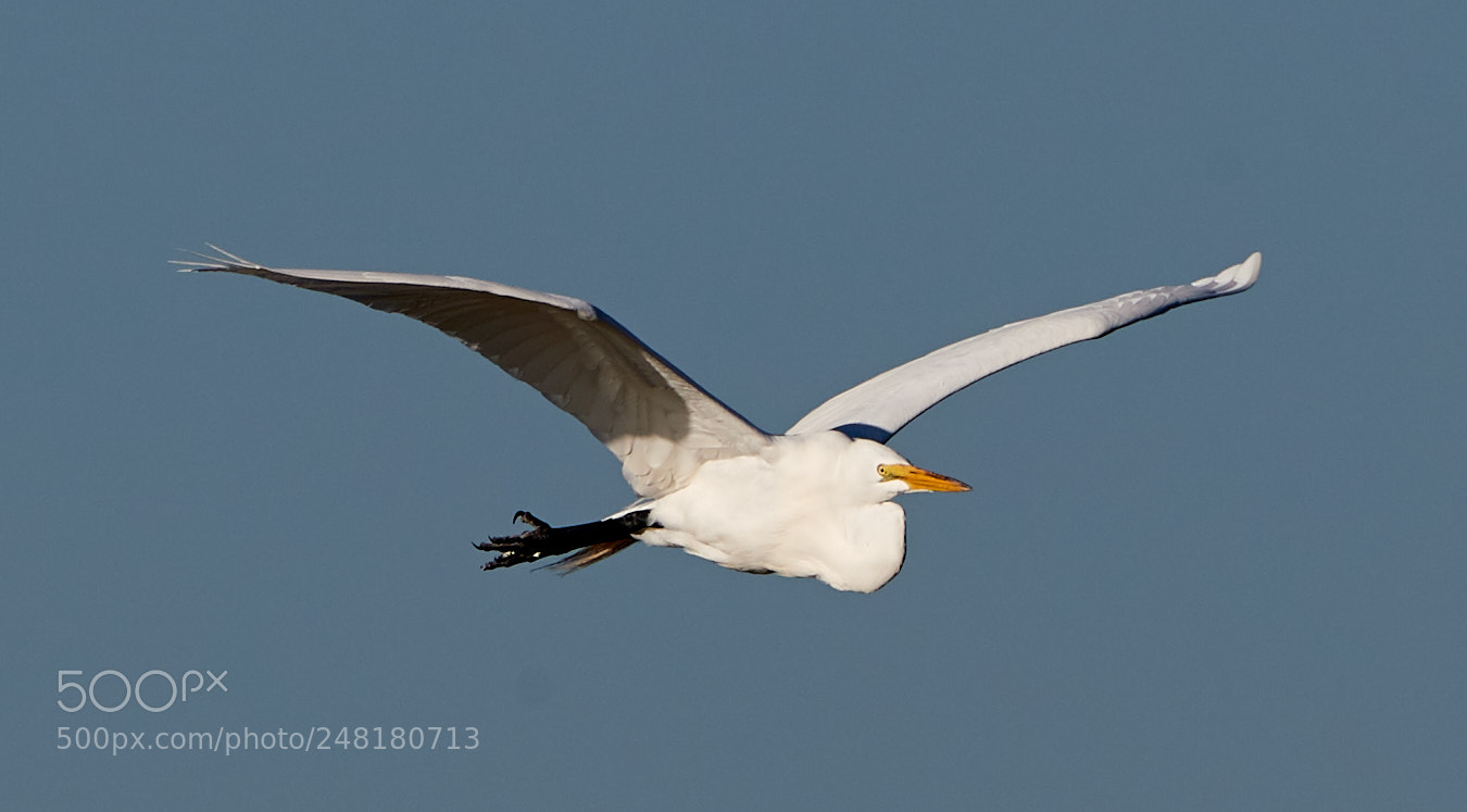 Canon EOS-1D X Mark II sample photo. 03-04-18-0006229.jpg photography