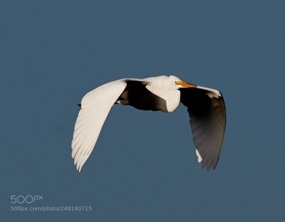 Canon EOS-1D X Mark II sample photo. 03-04-18-0006228.jpg photography