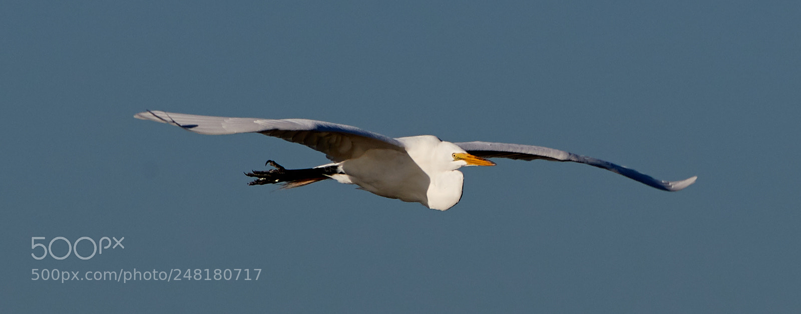 Canon EOS-1D X Mark II sample photo. 03-04-18-0006227.jpg photography