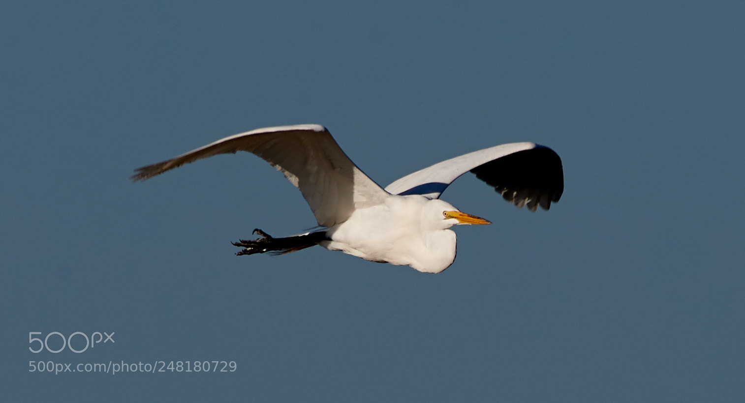 Canon EOS-1D X Mark II sample photo. 03-04-18-0006226.jpg photography