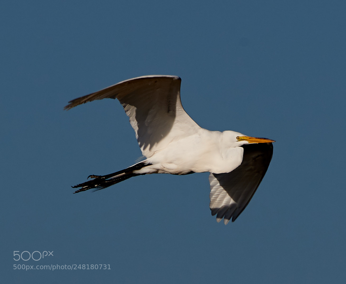 Canon EOS-1D X Mark II sample photo. 03-04-18-0006224.jpg photography