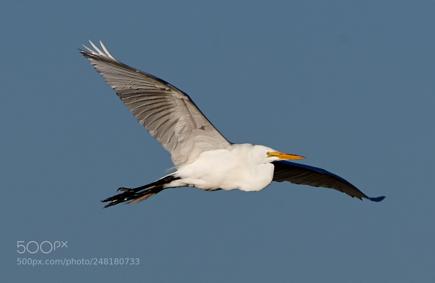 Canon EOS-1D X Mark II sample photo. 03-04-18-0006225.jpg photography
