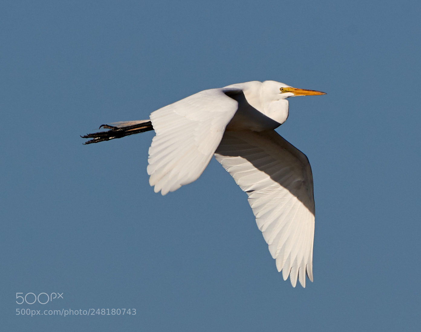 Canon EOS-1D X Mark II sample photo. 03-04-18-0006223.jpg photography