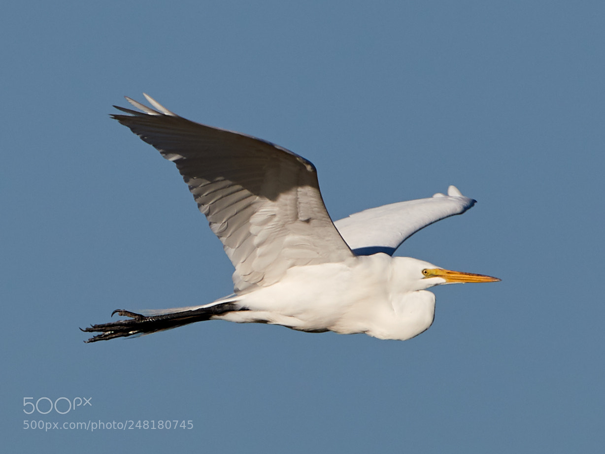 Canon EOS-1D X Mark II sample photo. 03-04-18-0006222.jpg photography