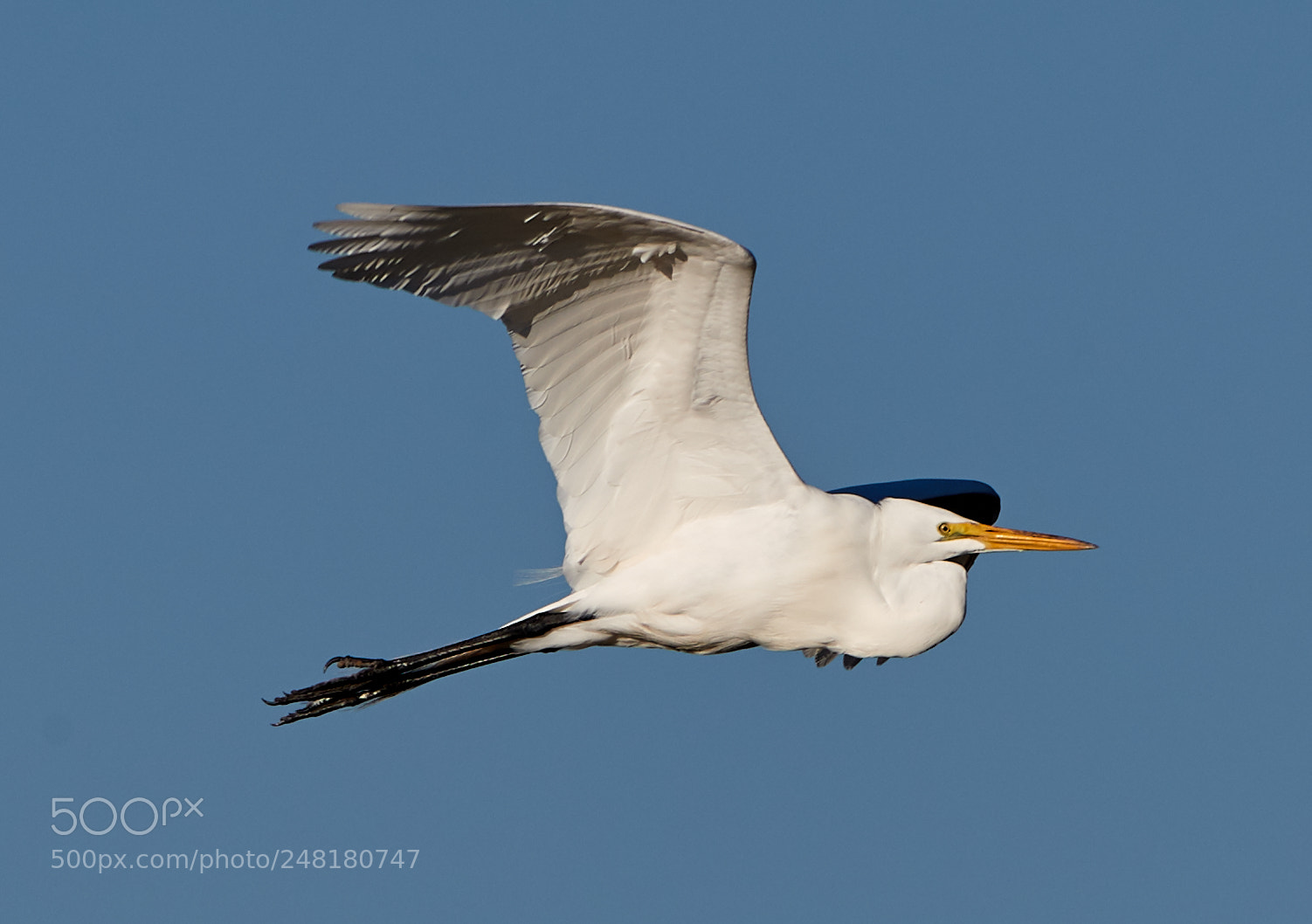 Canon EOS-1D X Mark II sample photo. 03-04-18-0006221.jpg photography