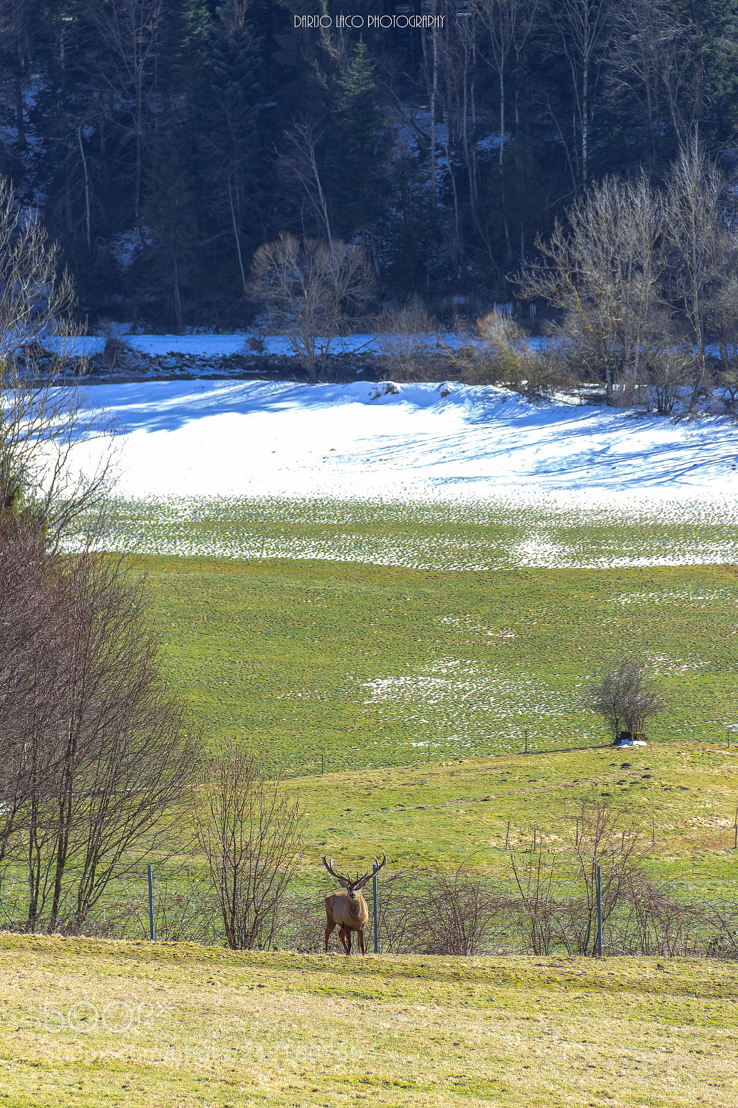 Canon EOS 600D (Rebel EOS T3i / EOS Kiss X5) sample photo. Deer photography