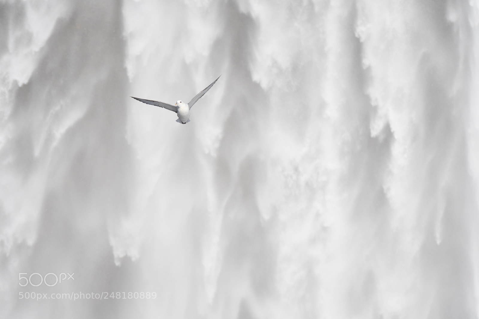 Nikon D500 sample photo. Bird on skógafoss photography