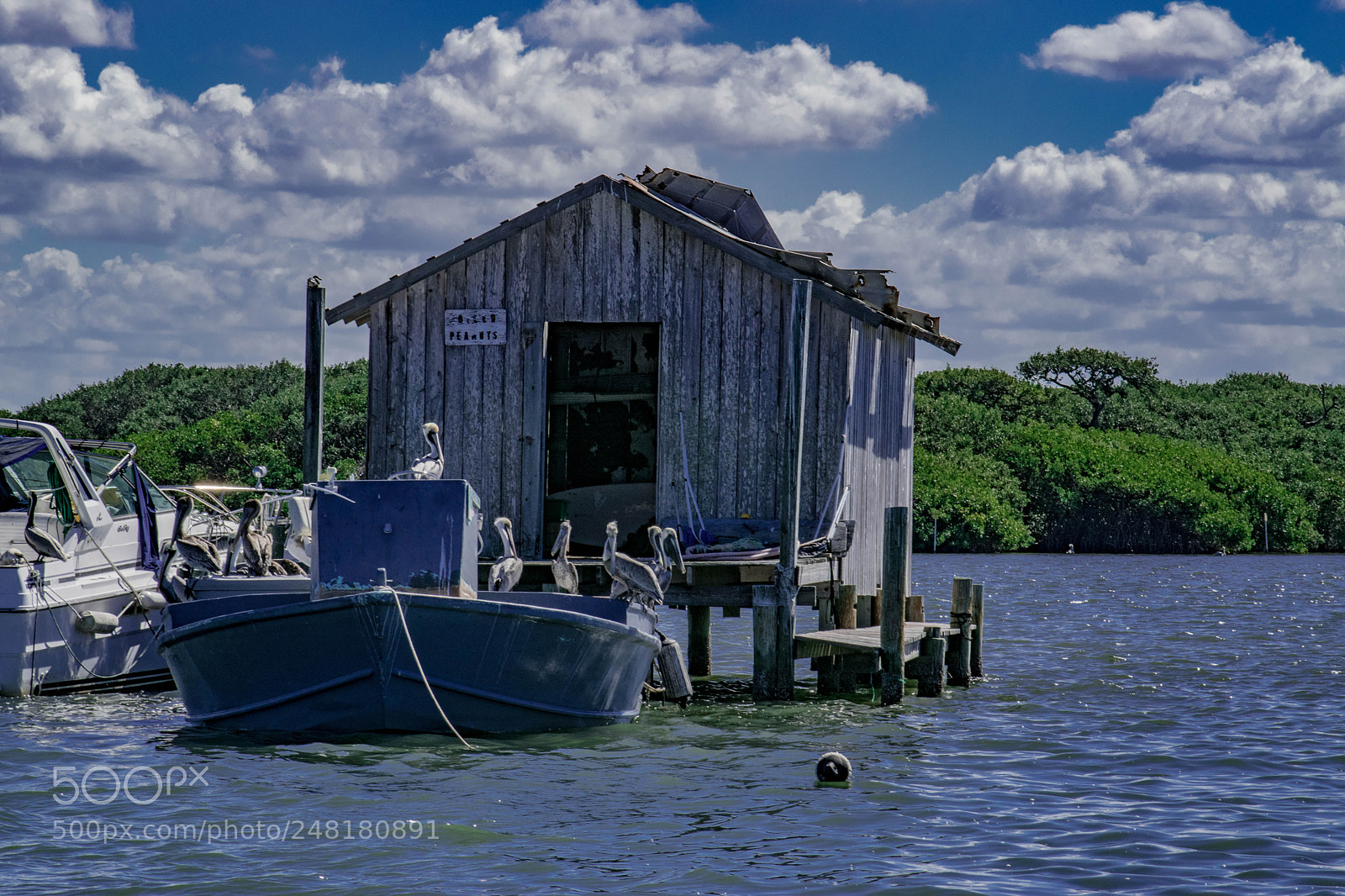 Nikon D5300 sample photo. Pelican roost photography