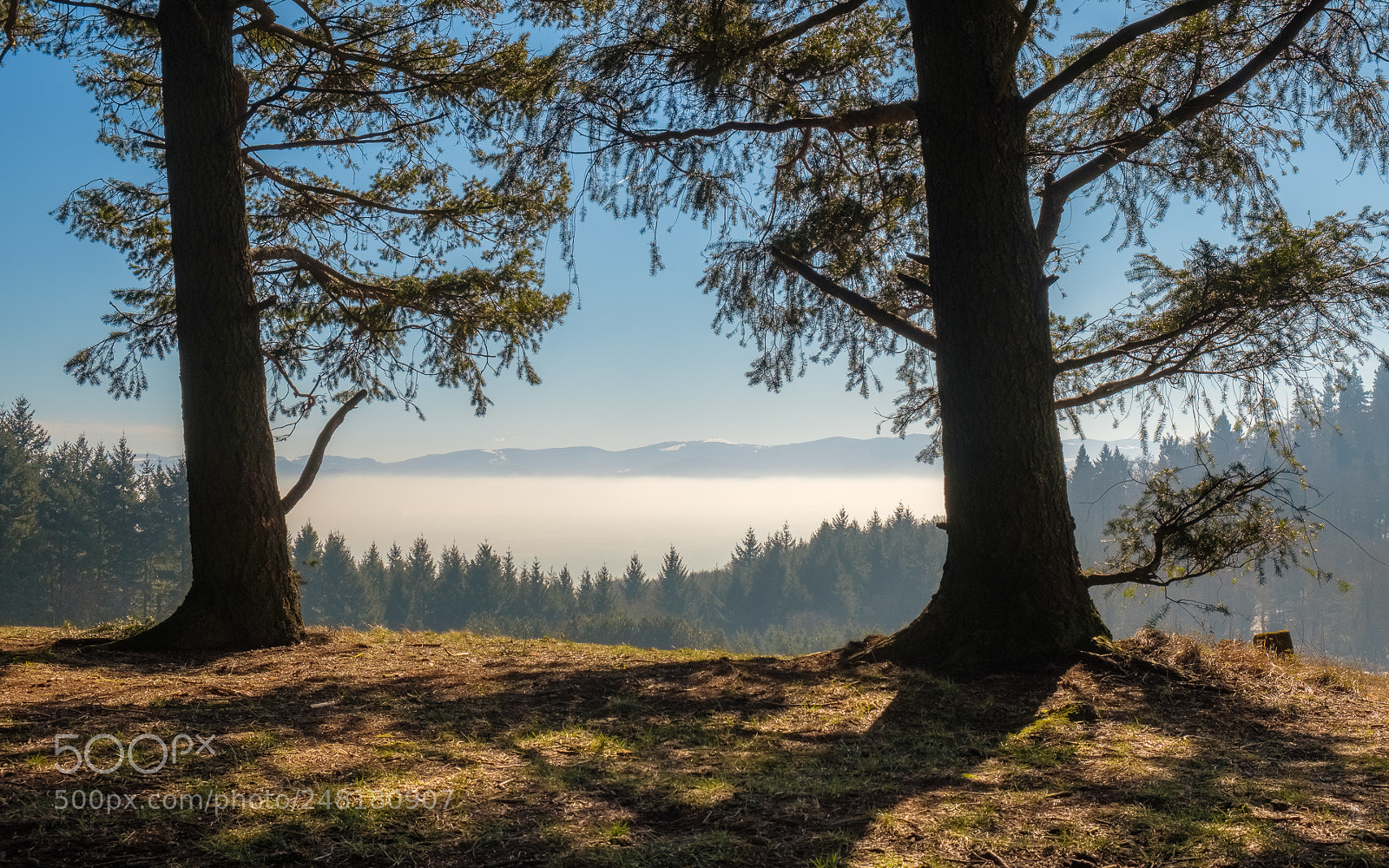 Fujifilm X-T2 sample photo. Through the trees... photography
