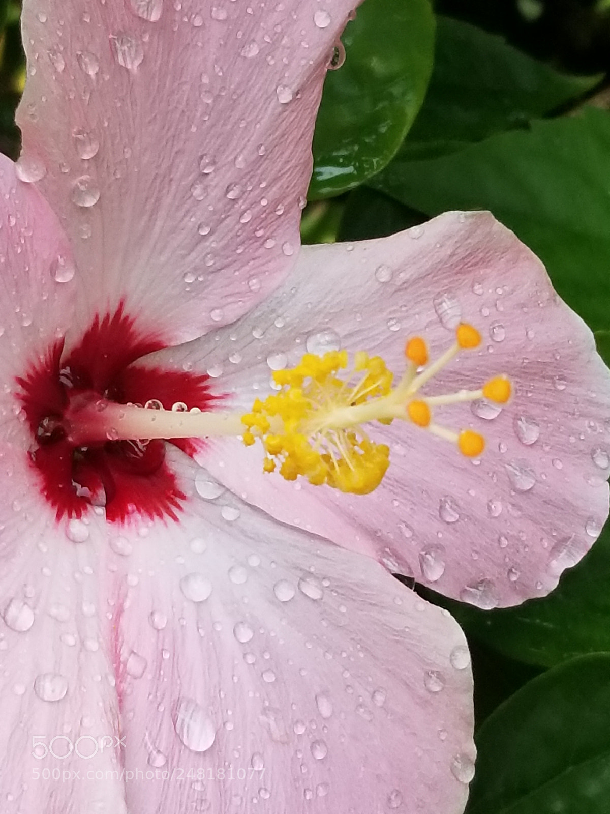 Samsung Galaxy S8 sample photo. Tropical rain photography