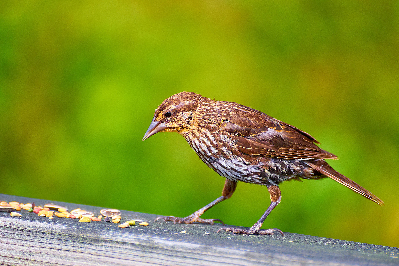 Sony a7 II sample photo. Red winged blackbird proud photography