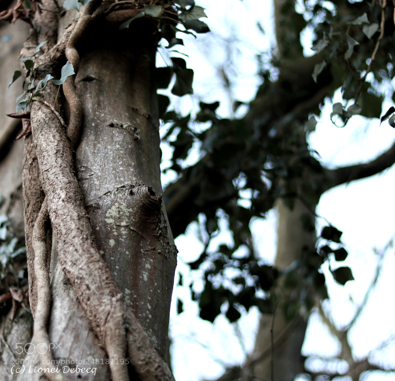 Canon EOS 750D (EOS Rebel T6i / EOS Kiss X8i) sample photo. Entwined nature photography