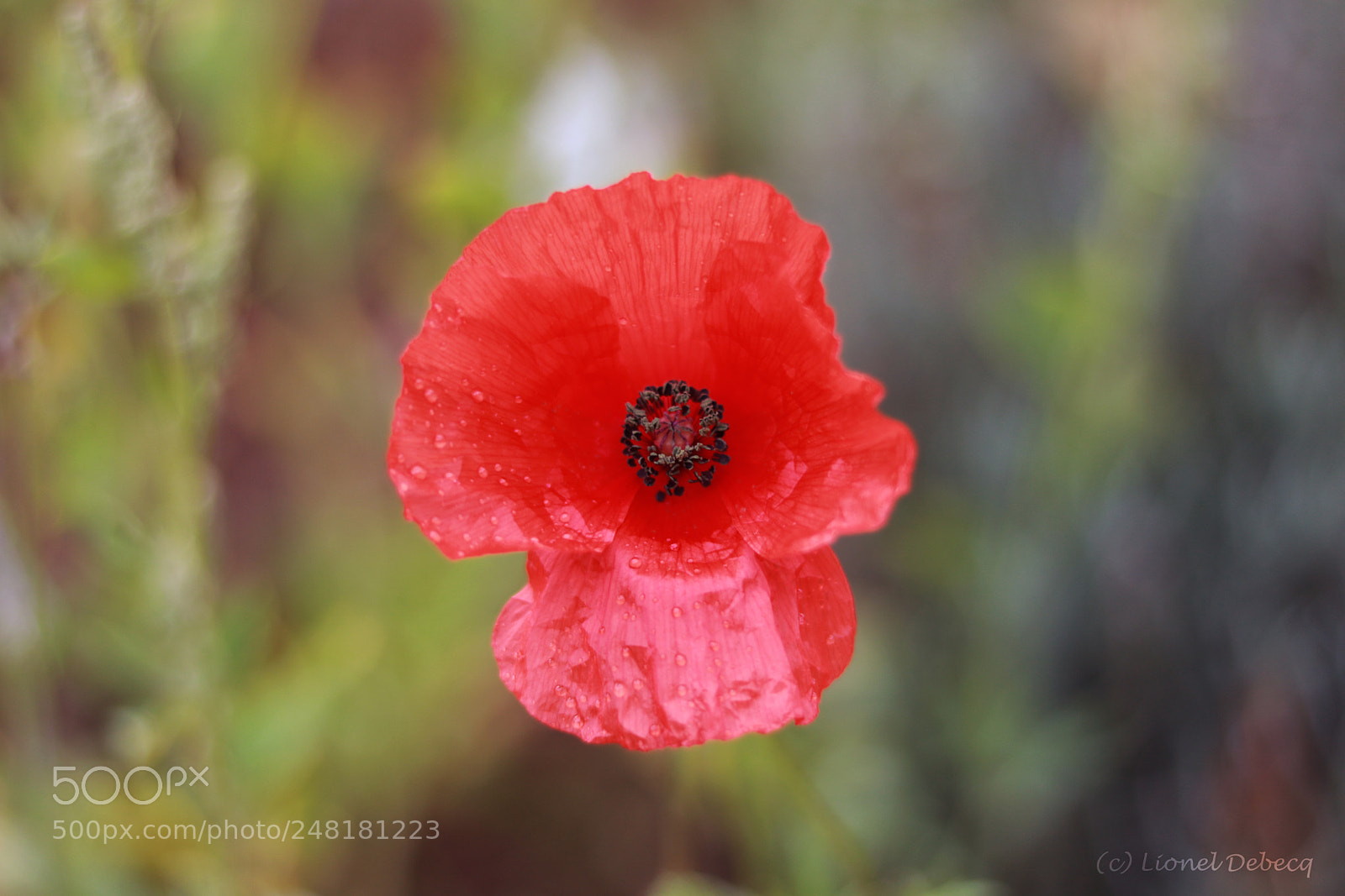 Canon EOS 750D (EOS Rebel T6i / EOS Kiss X8i) sample photo. Poppy up-close photography