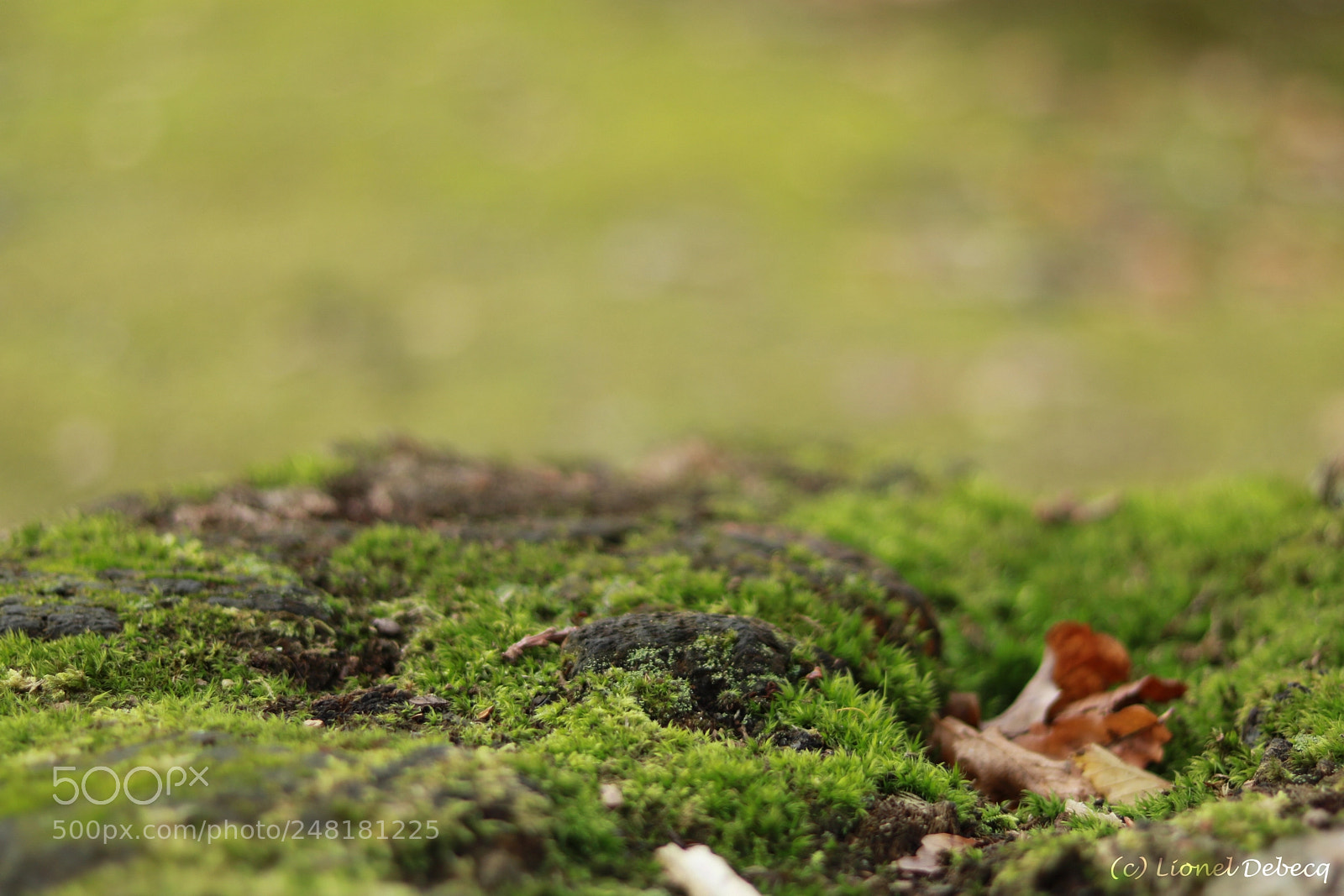 Canon EOS 750D (EOS Rebel T6i / EOS Kiss X8i) sample photo. Miss moss photography