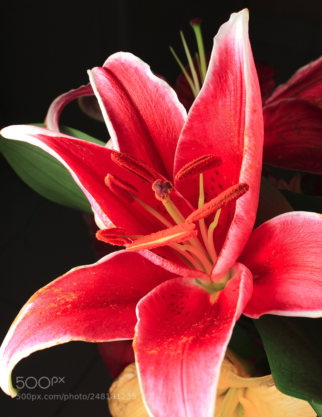Canon EOS 60D sample photo. Untitled photography