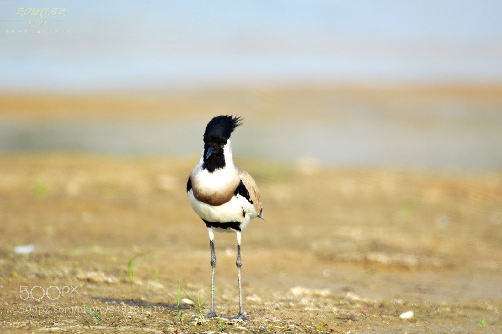 Nikon D3200 sample photo. River lapwing photography
