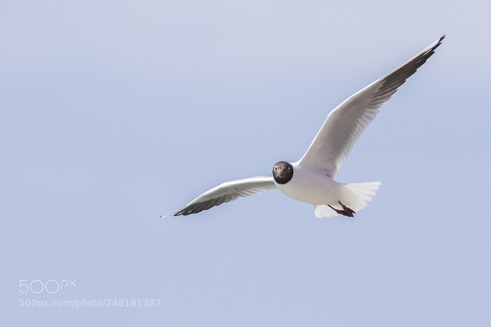 Canon EOS 7D Mark II sample photo. Strange angle view photography