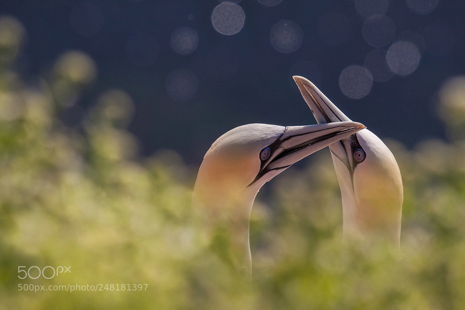 Canon EOS 50D sample photo. Mating season ii photography