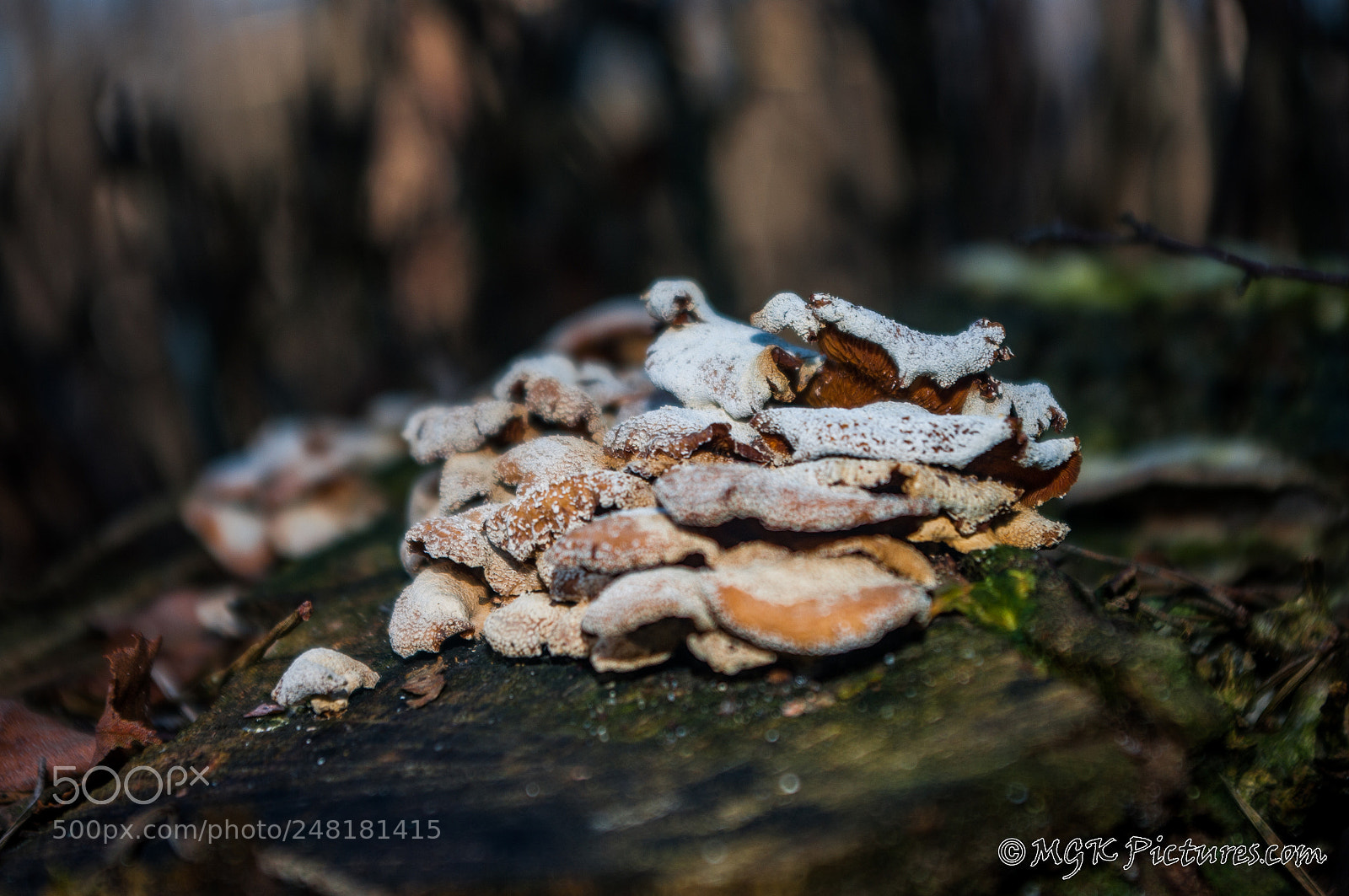 Pentax K-7 sample photo. Winter mushroom photography