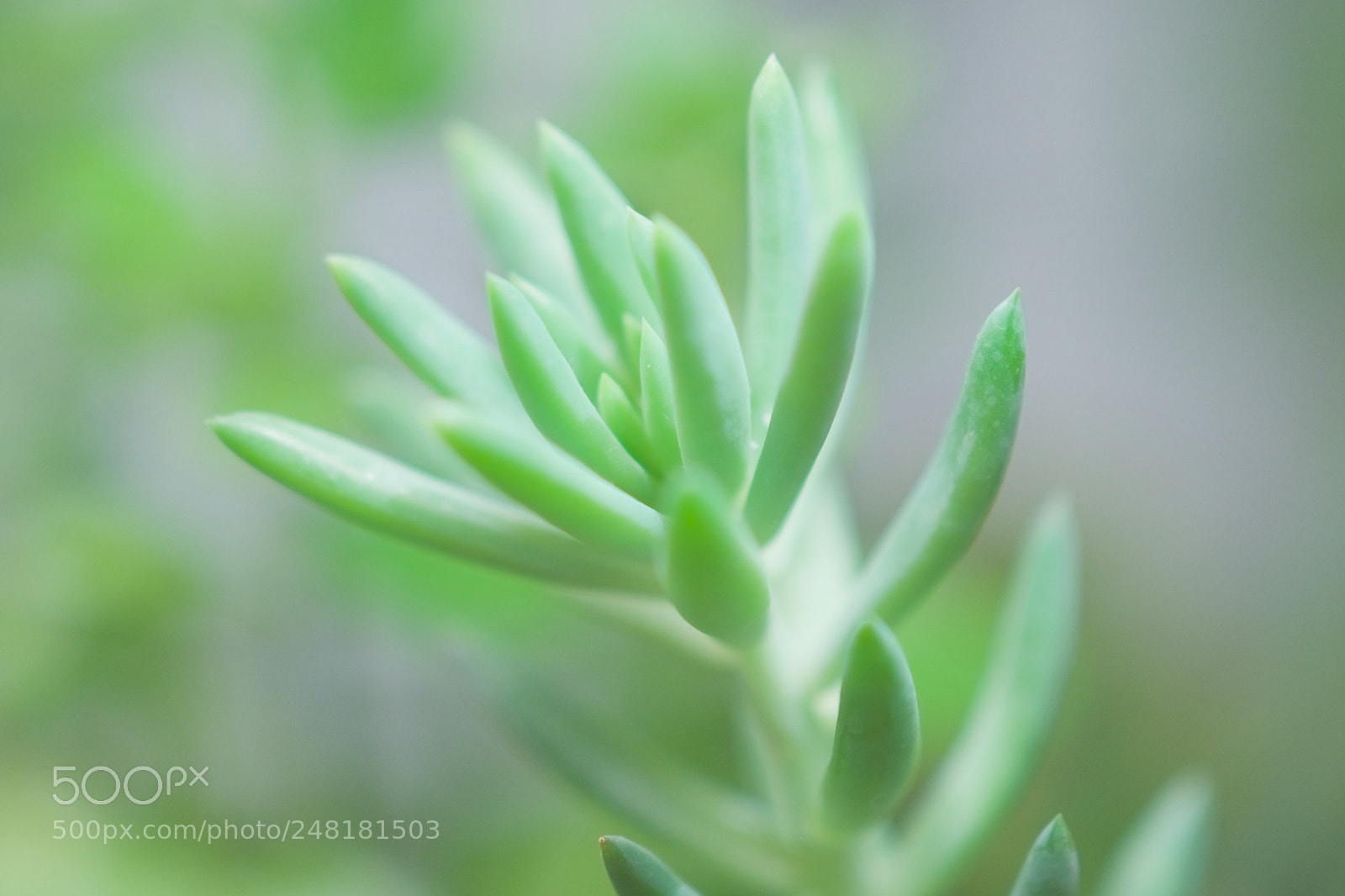 Sony a6300 sample photo. Spring has come photography