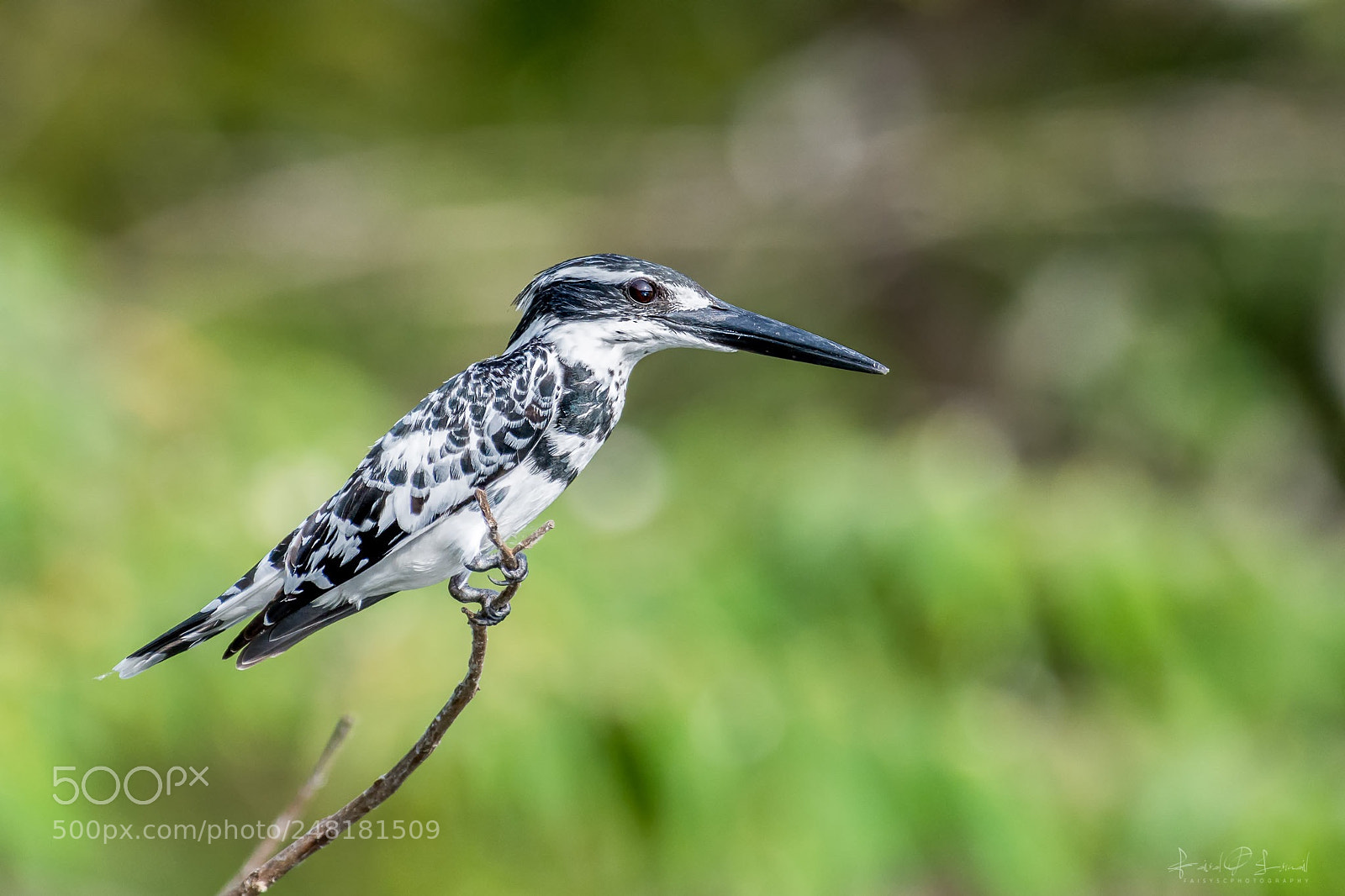 Nikon D7100 sample photo. Pied kingfisher photography