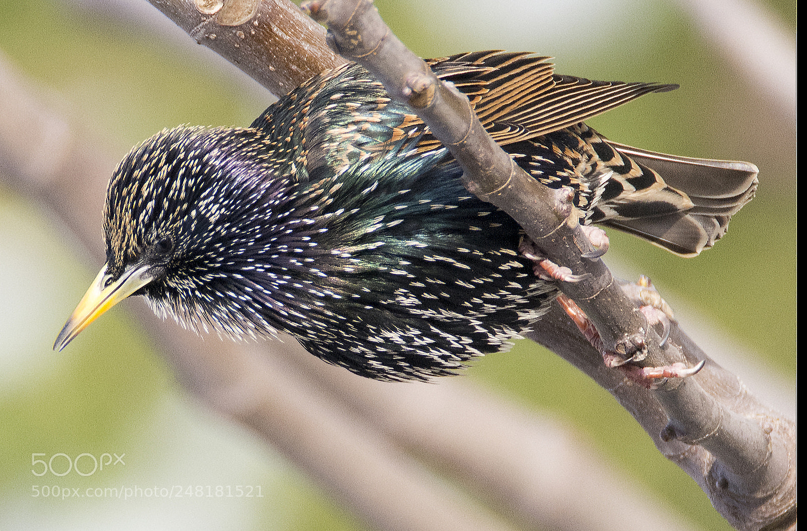 Nikon D7100 sample photo. Starling photography