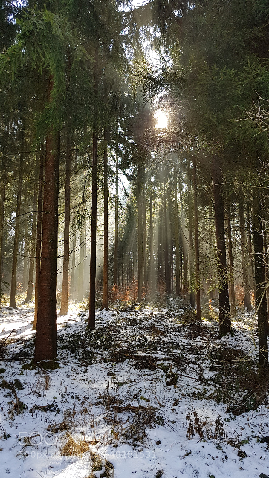 Samsung Galaxy S8+ sample photo. Winterwald photography