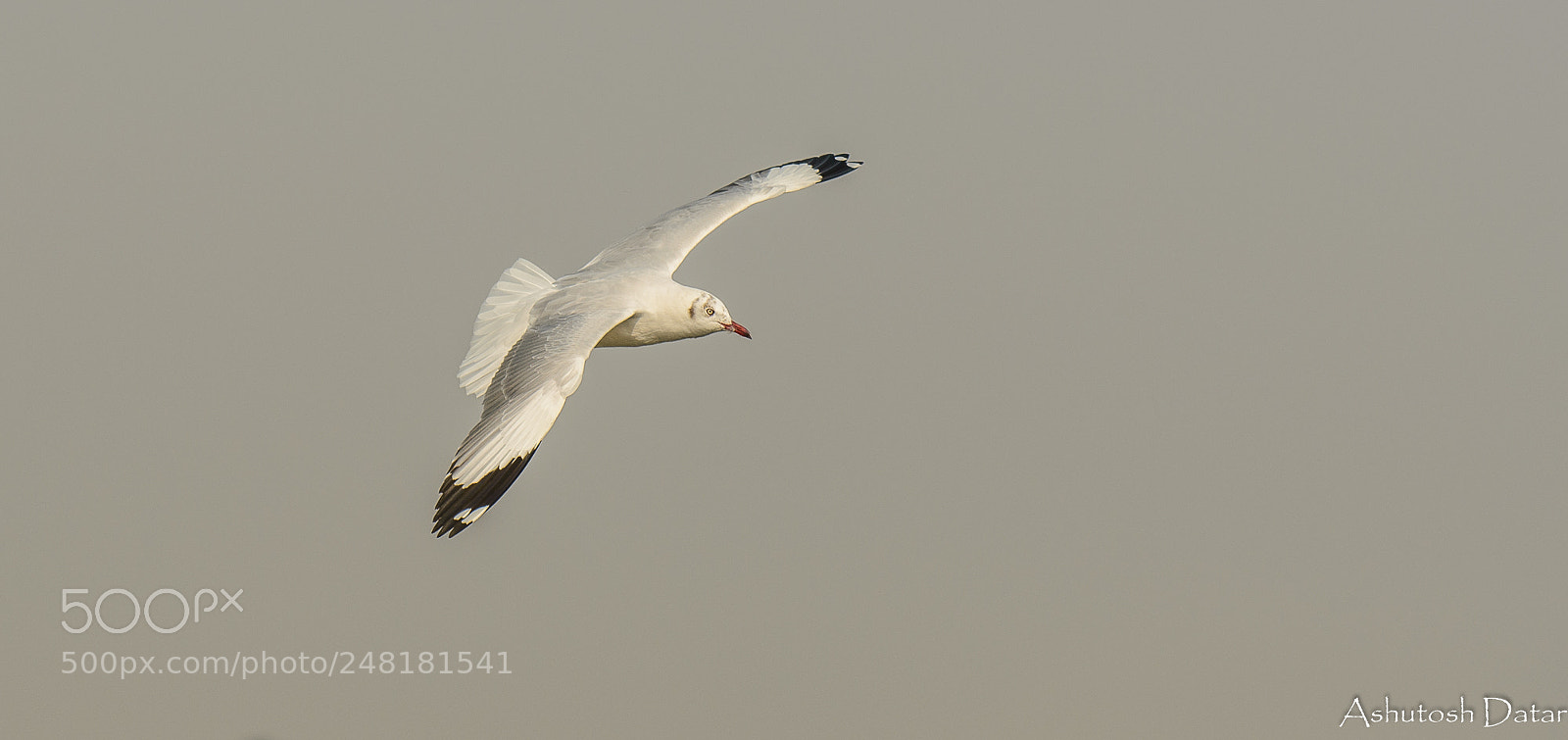 Nikon D610 sample photo. Gliding photography