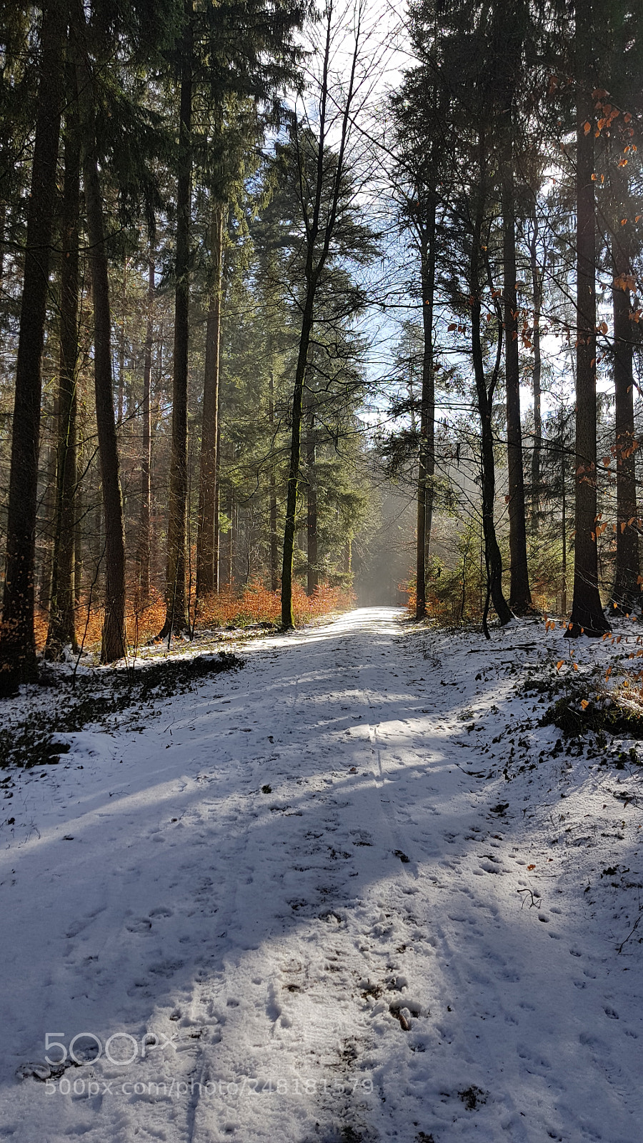 Samsung Galaxy S8+ sample photo. Winterwald photography