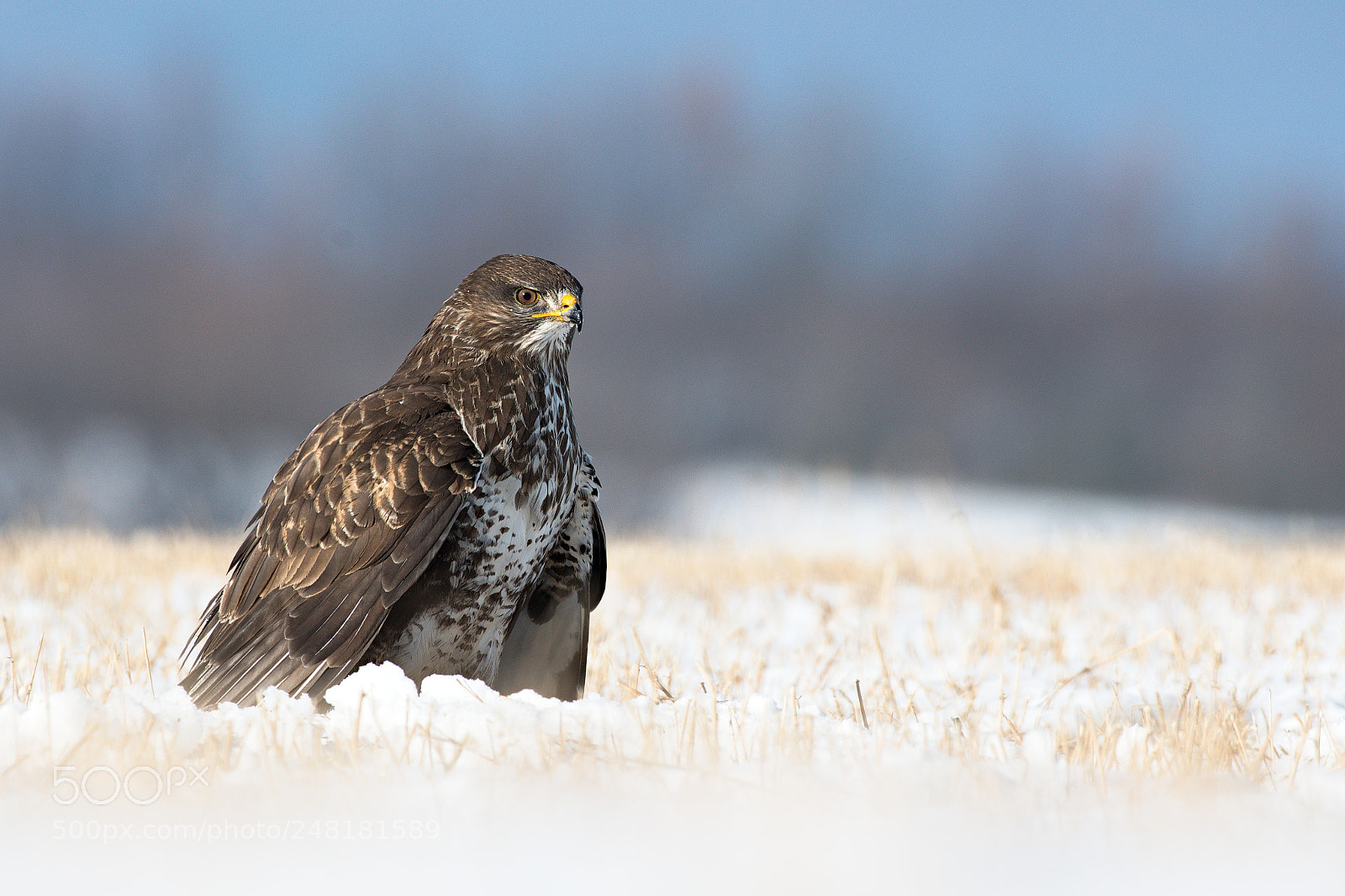 Nikon D500 sample photo. Buzzard photography