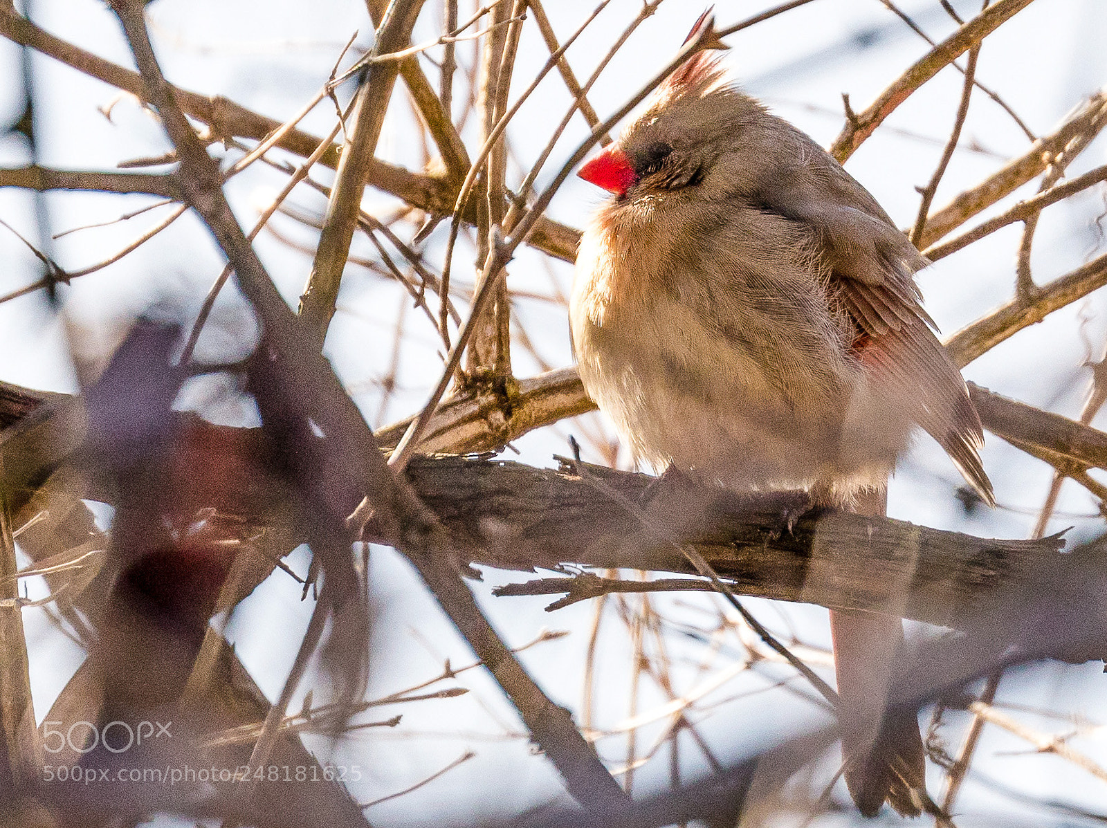 Canon EOS 5DS R sample photo. Mom cardinal photography