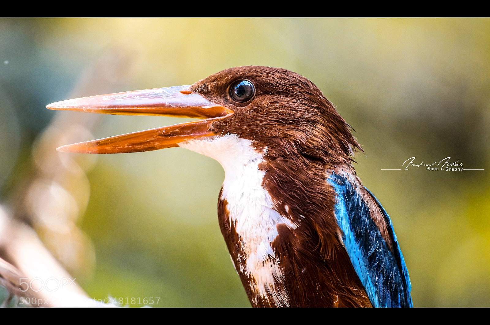 Canon EOS 700D (EOS Rebel T5i / EOS Kiss X7i) sample photo. The king fisher photography