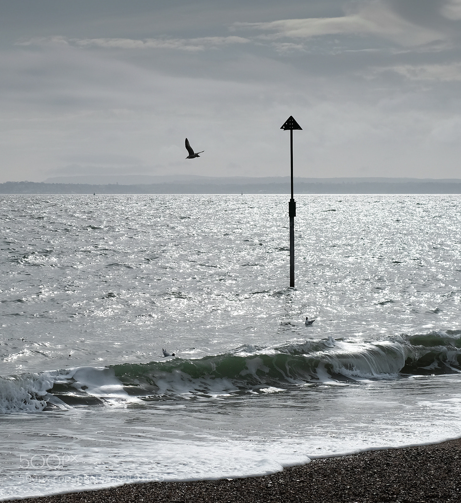 Fujifilm X-Pro2 sample photo. Seagulls photography