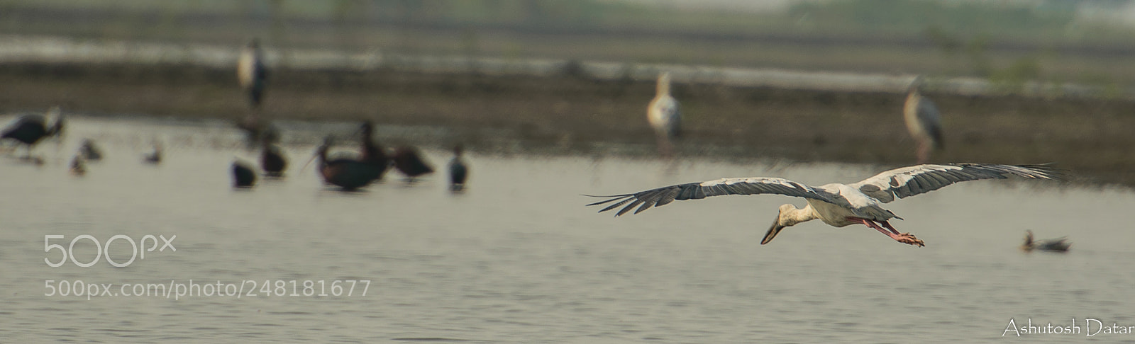 Nikon D610 sample photo. Open bill stork photography