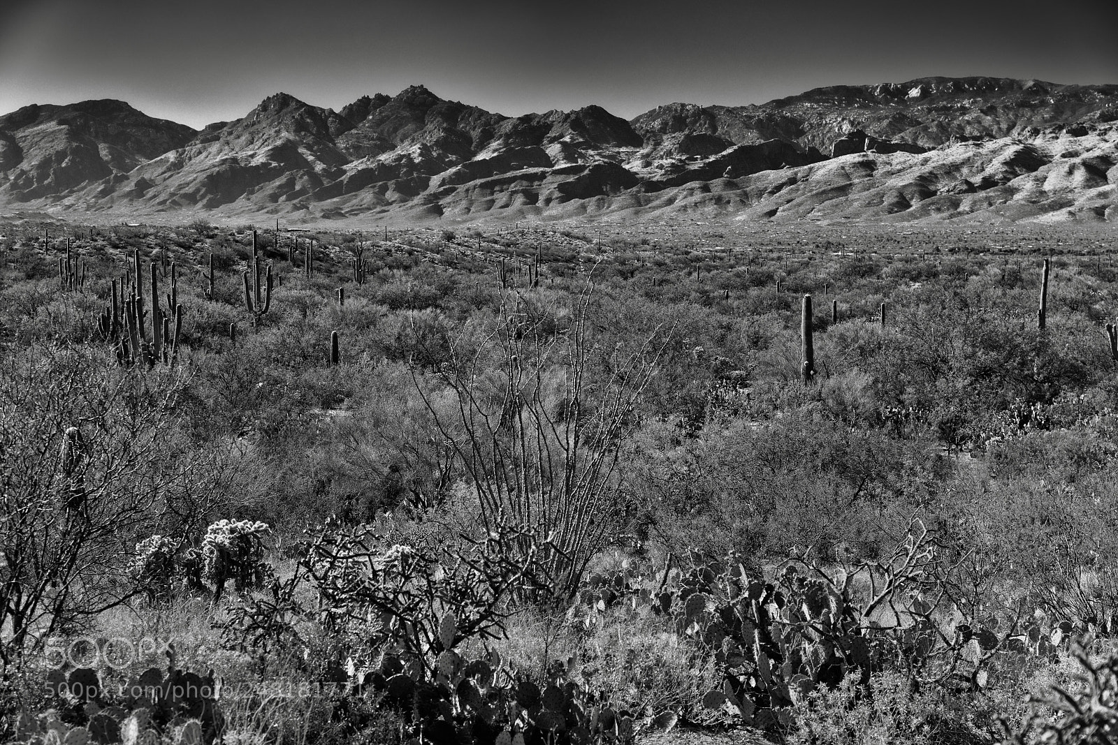 Nikon D800E sample photo. Wilderness...  (black & white) photography