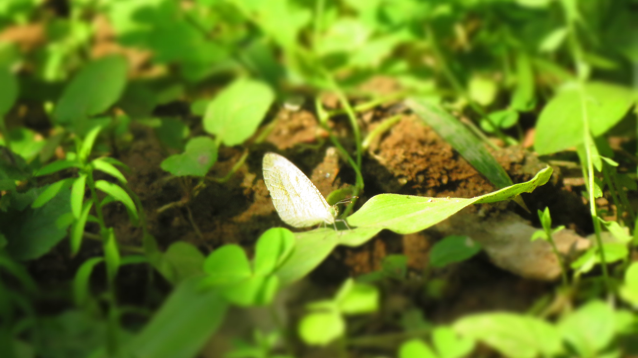 Canon PowerShot ELPH 530 HS (IXUS 510 HS / IXY 1) sample photo. The white  butterfly... photography