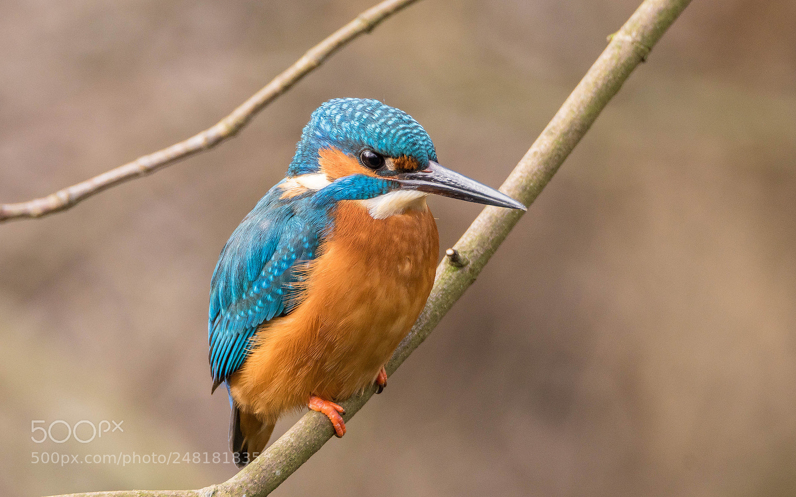 Sony ILCA-77M2 sample photo. Eisvogel aus 4 metern photography