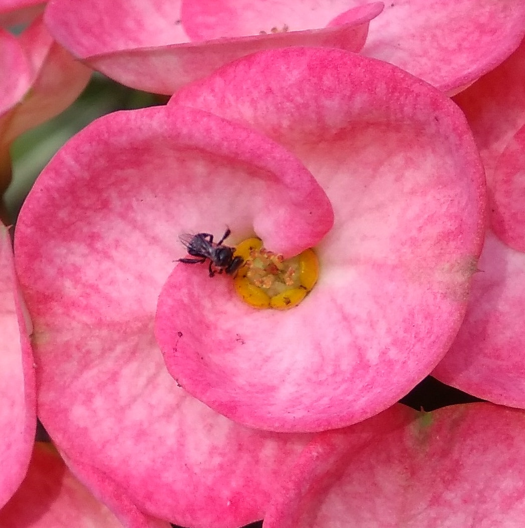 Xiaomi MI MAX sample photo