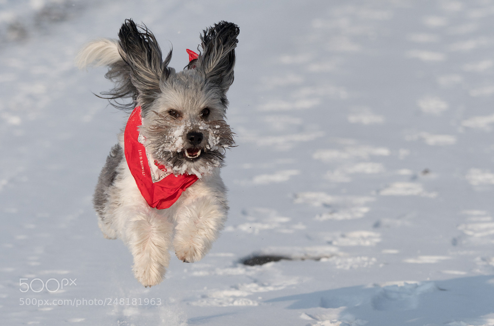 Olympus OM-D E-M1 Mark II sample photo. Zappa im schnee photography