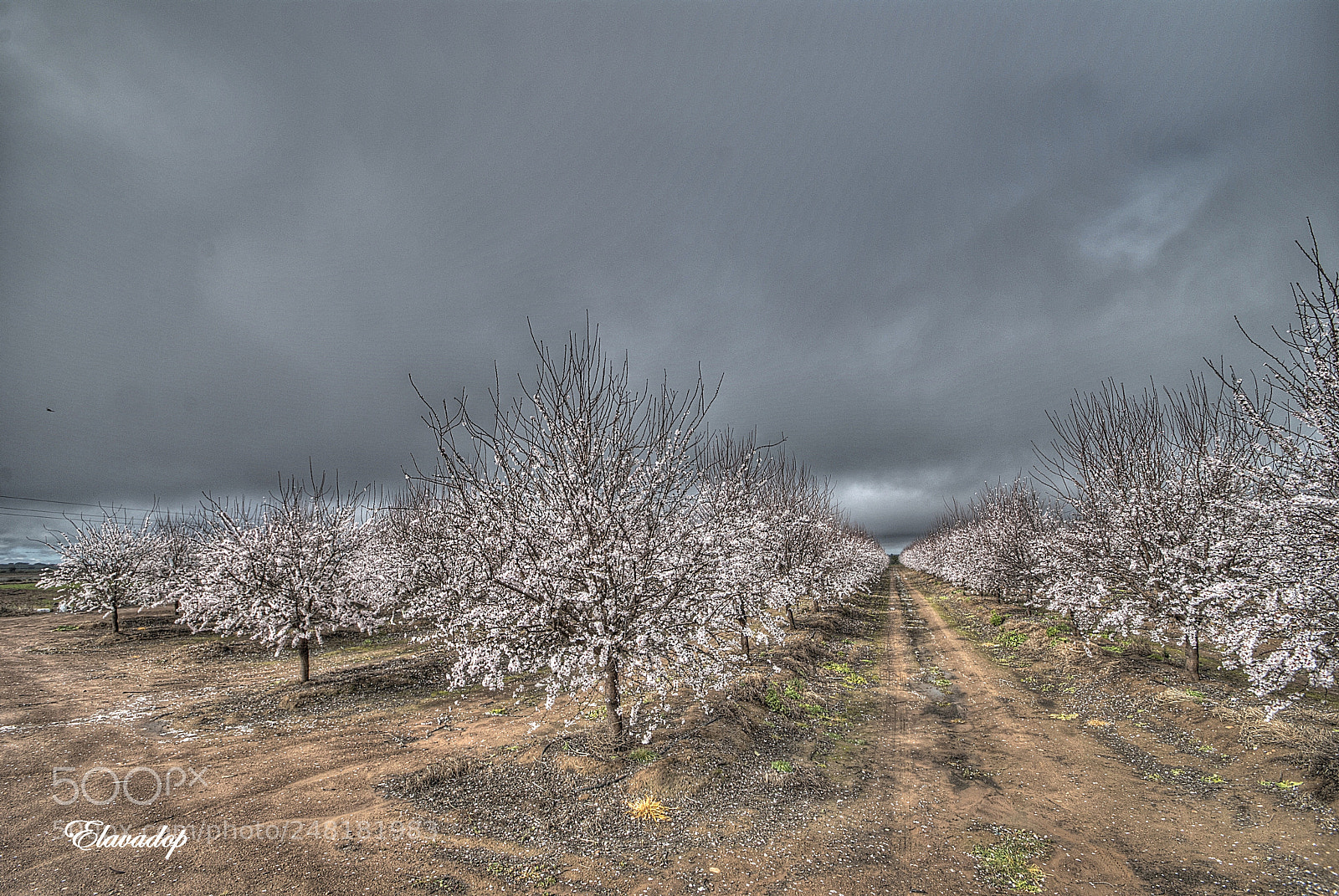 Nikon D3000 sample photo. Floración en extremadura photography