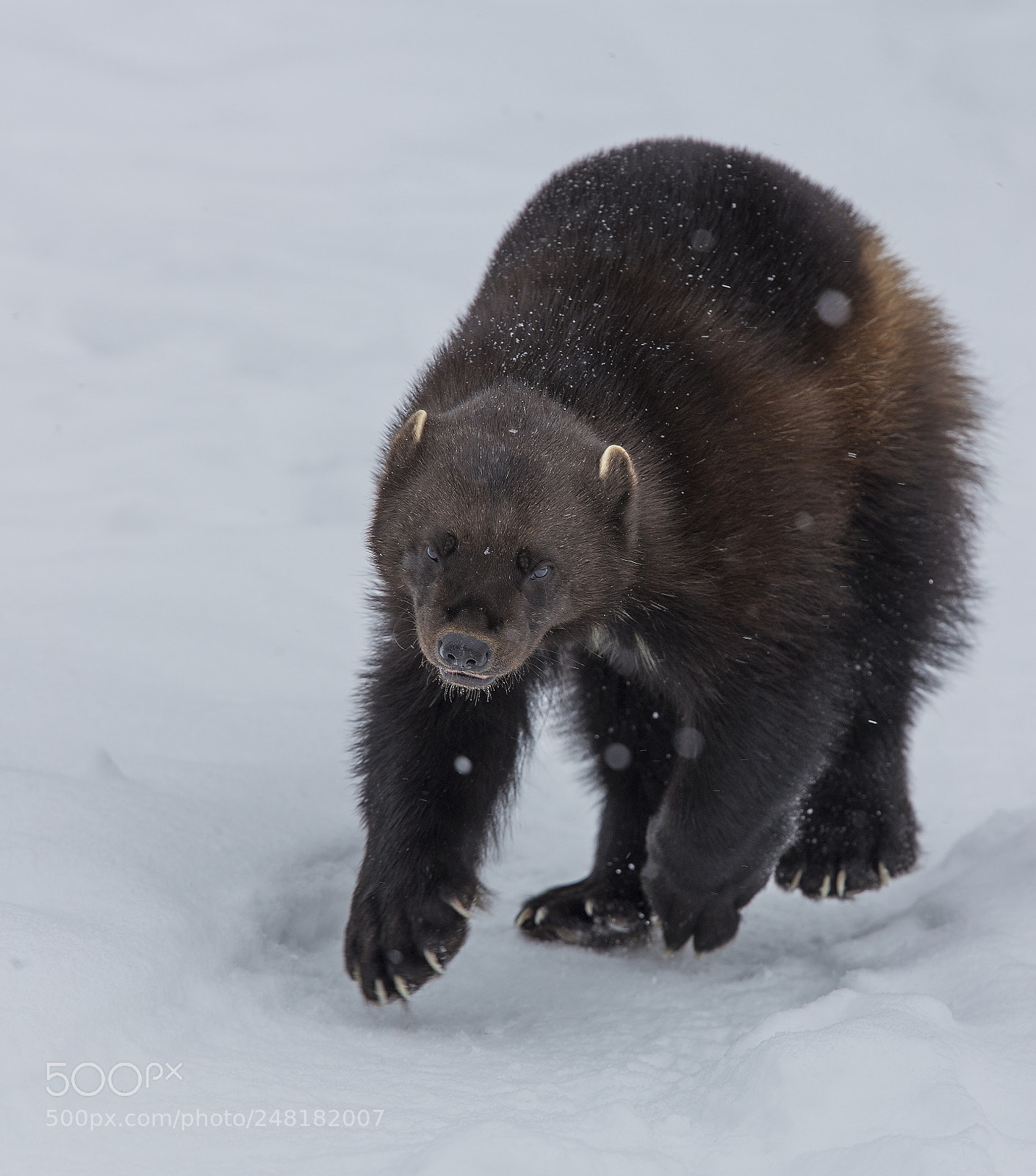 Canon EOS-1D X Mark II sample photo. Wolverine charge photography
