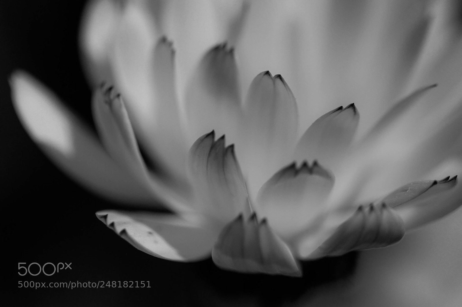 Canon EOS 7D sample photo. Elegance photography