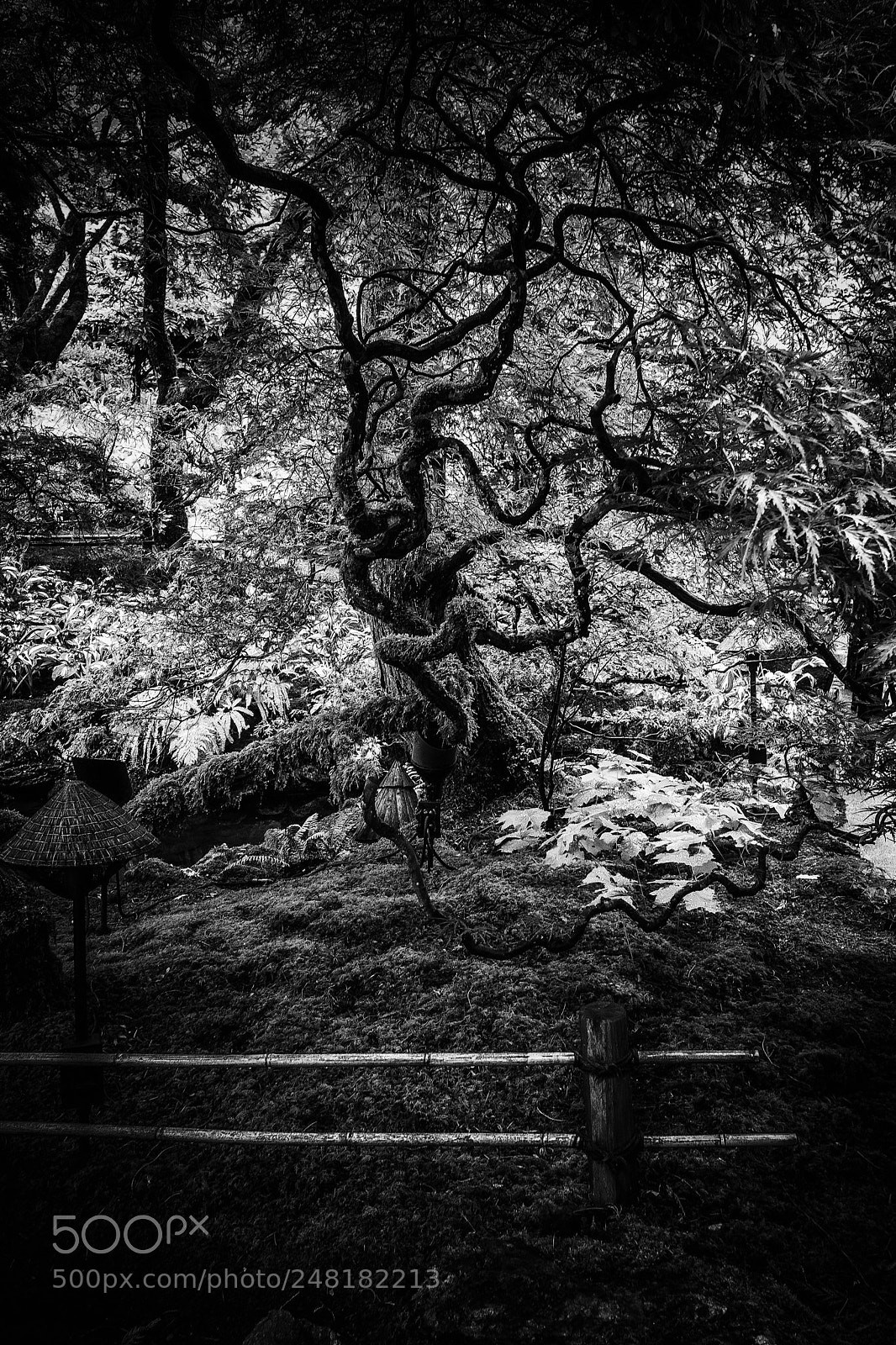 Fujifilm X-Pro2 sample photo. Twisty tree photography
