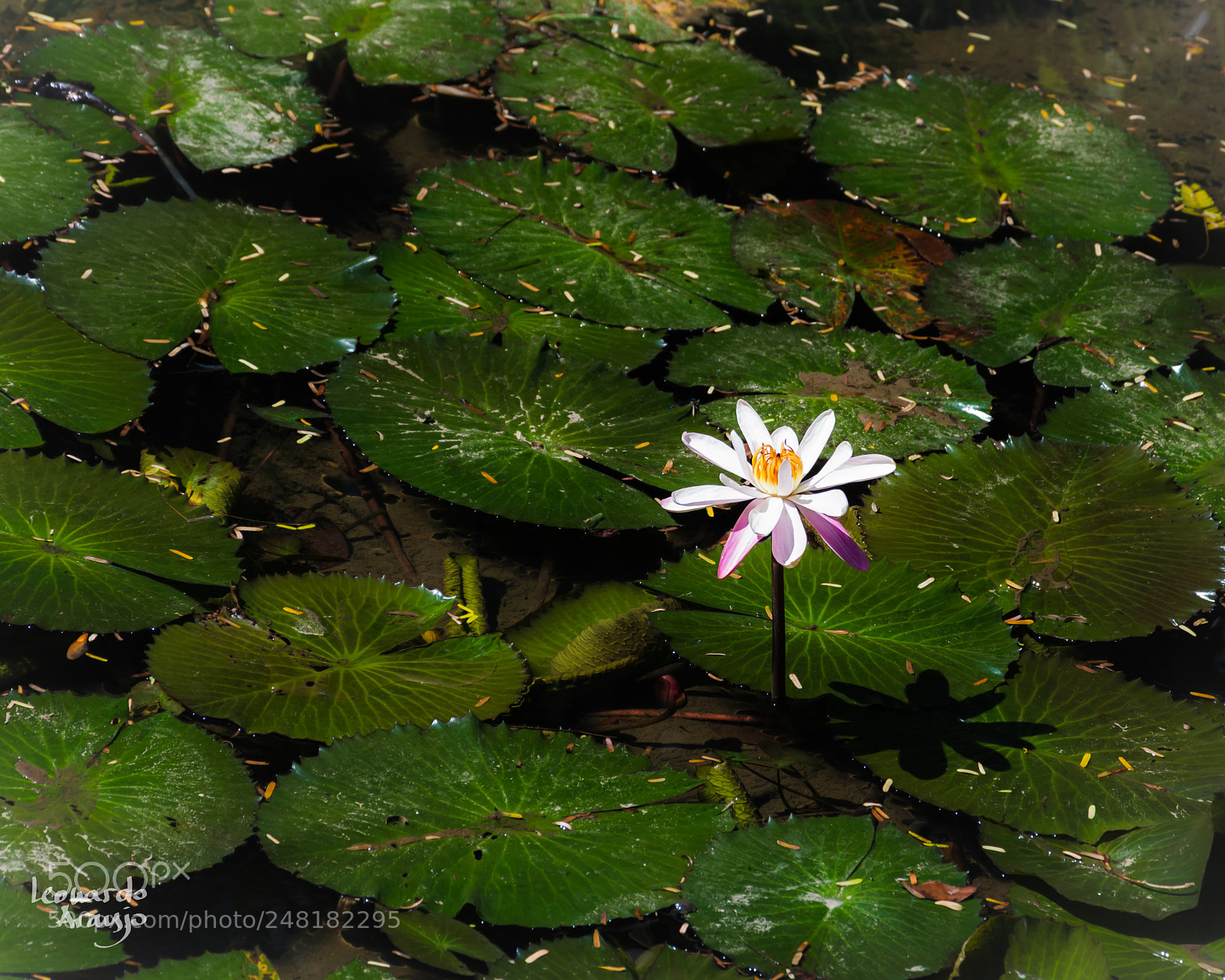 Nikon D3200 sample photo. Beauty out of the photography