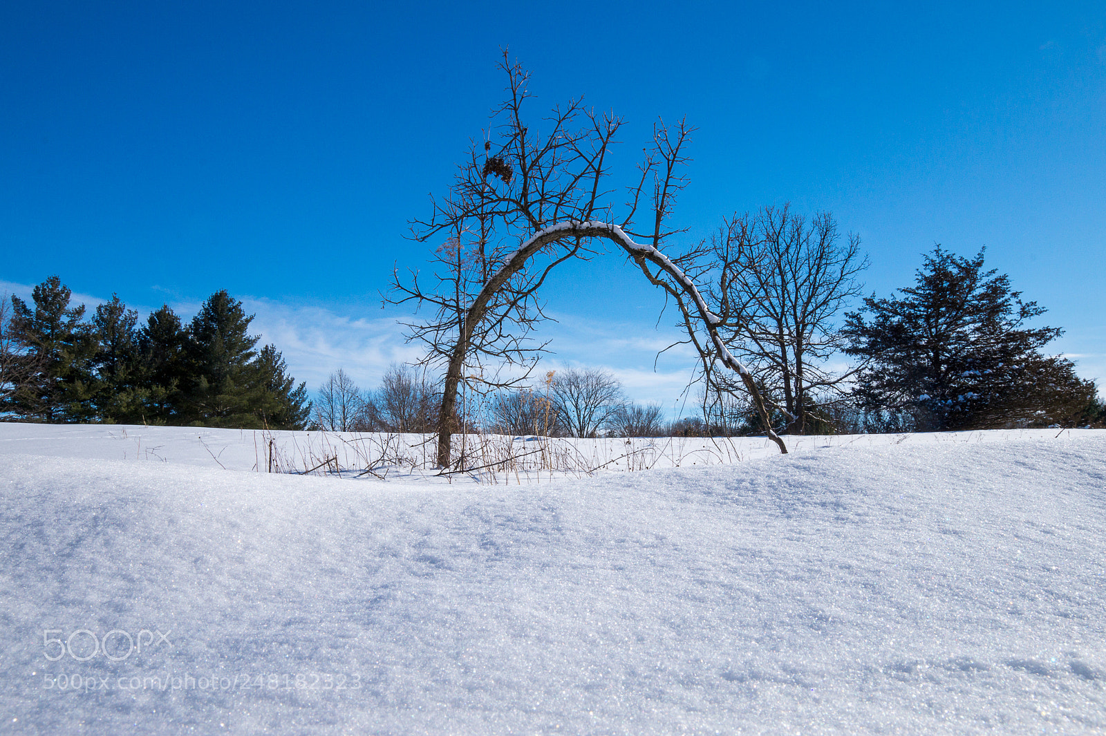 Sony SLT-A58 sample photo. Half moon oak photography