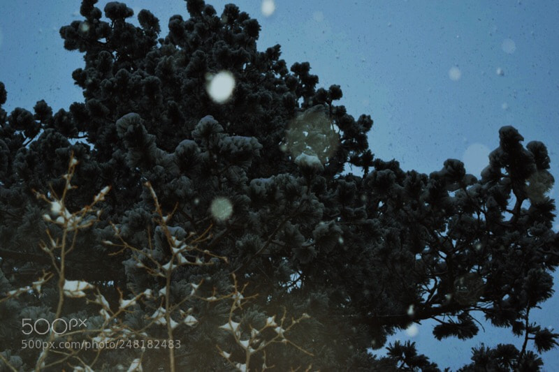 Nikon D5300 sample photo. Late winter photography