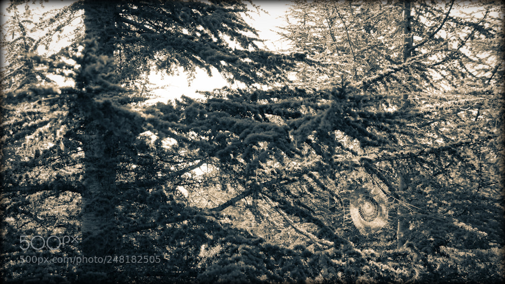 Canon EOS 60D sample photo. Chasse privée photography