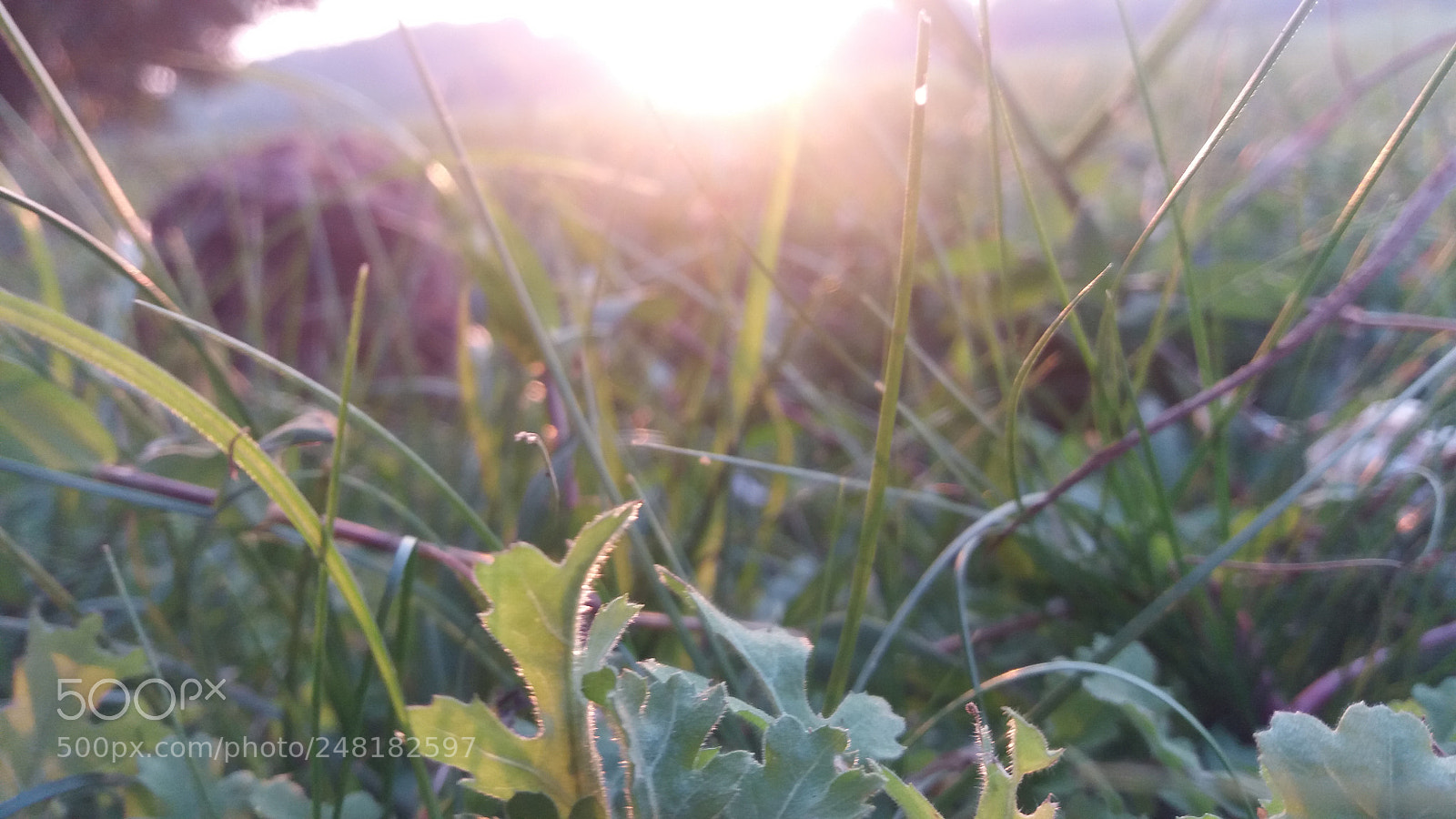 Samsung Galaxy J5 sample photo. Macro sunset photography